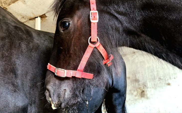 Czarny koń z czerwoną uprzężą, w stajni.
