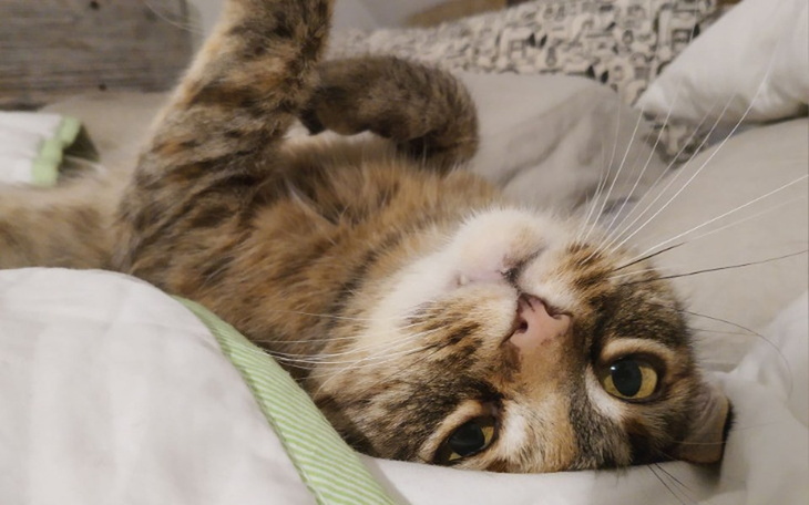 Zbiórka Pomóż żyć z rakiem kotce Borysce - zdjęcie główne