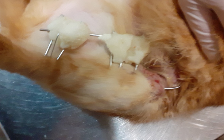 Zbiórka Ratujemy nóżke Ciastka - zdjęcie główne