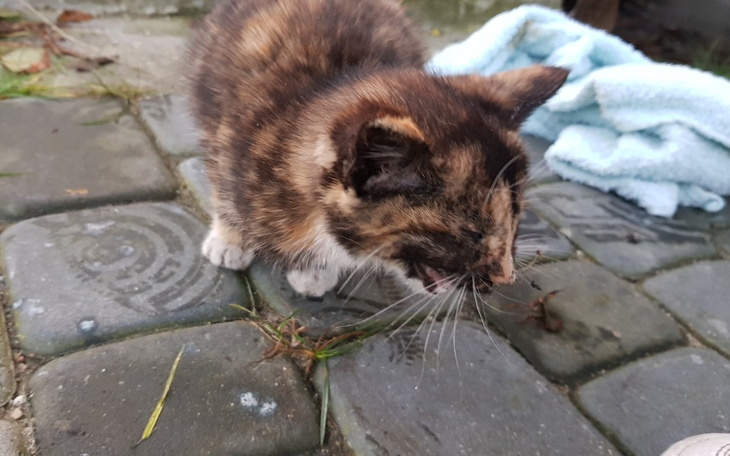 Zbiórka Pomóż Lizakowi - zdjęcie główne