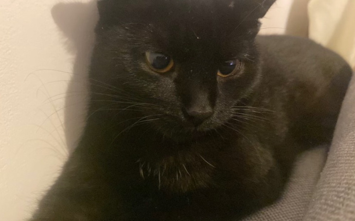 Zbiórka Ranna kotka potrzebuje pomocy - zdjęcie główne