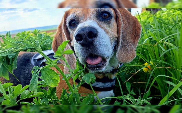 Beagle w zielonym otoczeniu, uśmiechnięty i szczęśliwy.