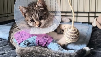 Zbiórka Pomóż im znów stanąć na łapki - miniaturka zdjęcia
