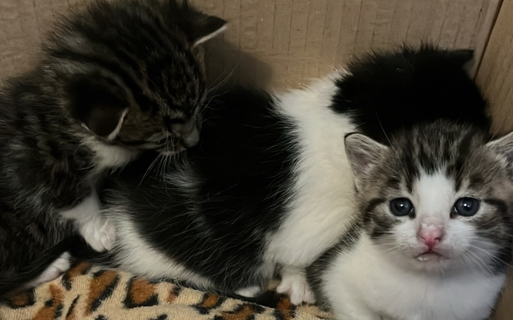 Zbiórka Dzika kotka i 3 kociaki - zdjęcie główne