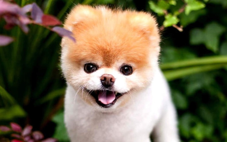 Zbiórka Dla mojego pieska chorego prosze - zdjęcie główne