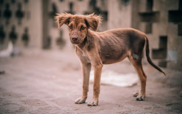 Zbiórka Karma dla bezdomnych piesków - zdjęcie główne