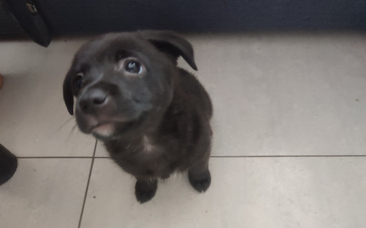 Mały czarny szczeniak patrzący w górę.