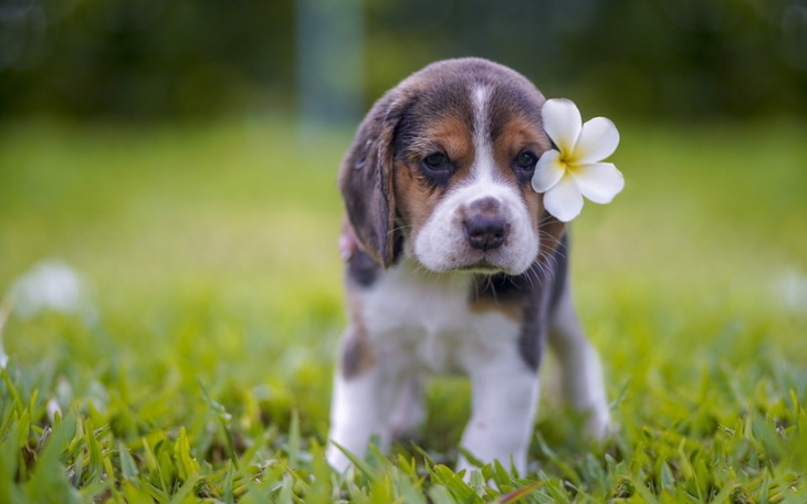 Zbiórka Piesek rasowy dla dziecka - zdjęcie główne
