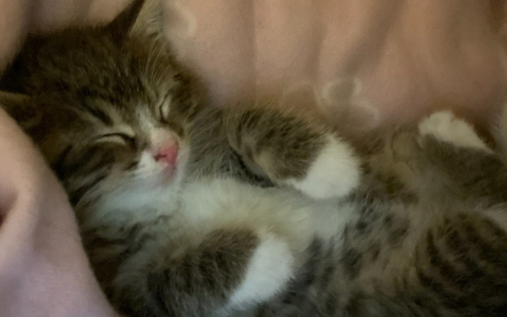 Zbiórka Pomóżmy Piotrkowi wrócić na łapy - zdjęcie główne