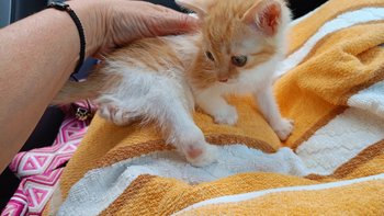 Zbiórka Wsparcie przystani łezka - miniaturka zdjęcia