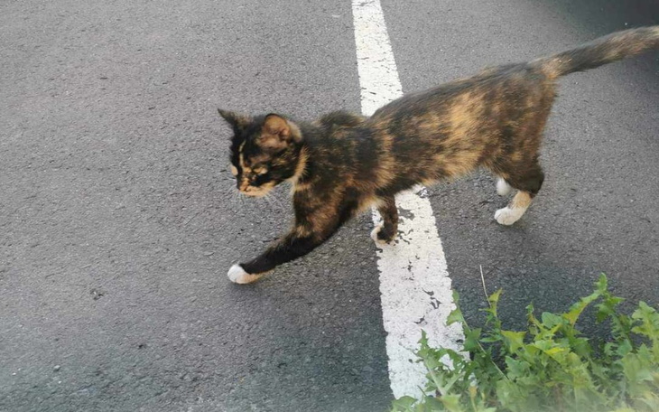 Zbiórka Na weta dla ulicznej kotki. - zdjęcie główne