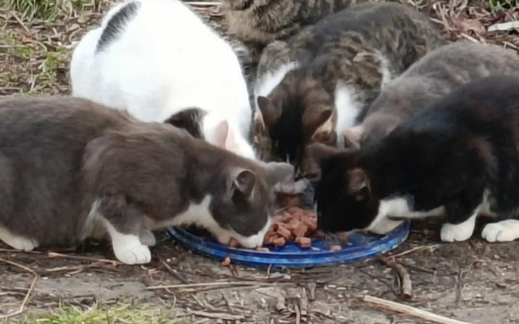 Grupa kotów jedzących z miski na zewnątrz.