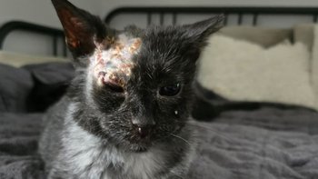 Zbiórka Jeszcze możemy ocalić Noa! - miniaturka zdjęcia