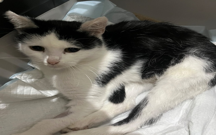 Zbiórka Leczenie kotki po wypadku - zdjęcie główne