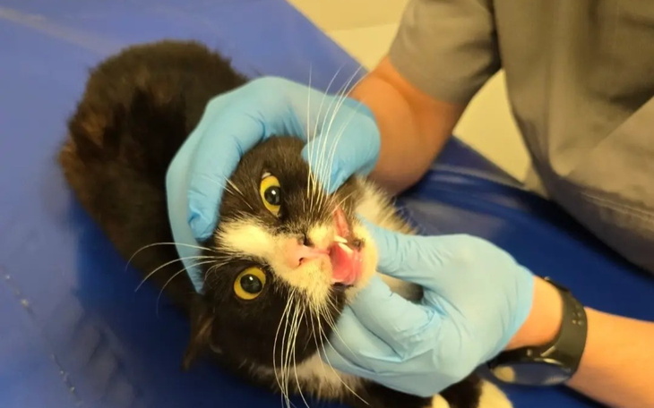 Kot podczas wizyty u weterynarza, ząbki są sprawdzane.