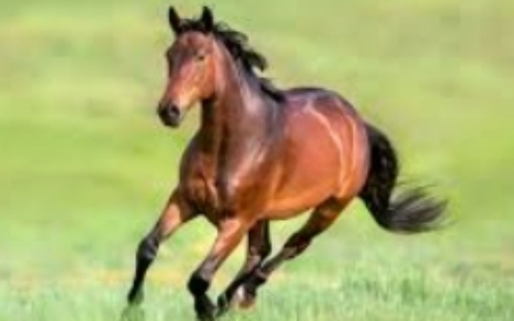 Zbiórka Na nowego konia - zdjęcie główne