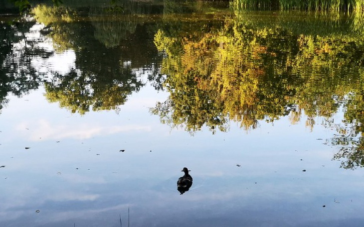 Zbiórka Dokarmianie ptaków - zdjęcie główne