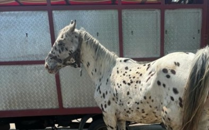 Konie w plamki, stojące obok wozu, w słoneczny dzień.