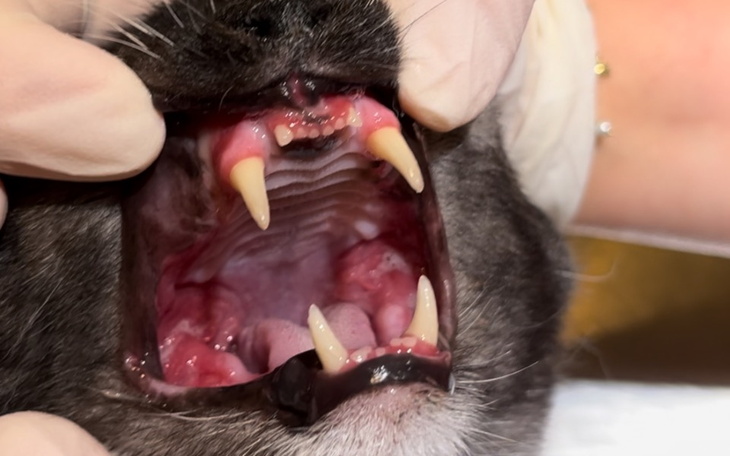 Weterynarz badający zęby kota, widok z bliska.