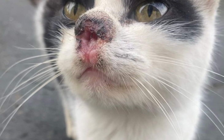 Zbiórka Emilka prosi o wsparcie. - zdjęcie główne