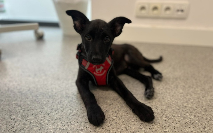 Zbiórka Operacja i rehabilitacji Kiri - zdjęcie główne