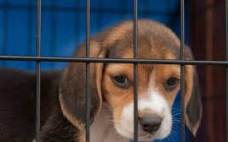 Zbiórka Stworzenie fundacji dla zwierzat - zdjęcie główne