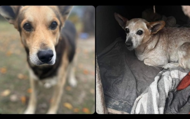 Zbiórka Transport oraz opieka veterynary - zdjęcie główne