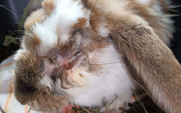 Chory królik z raną na głowie, potrzebujący pomocy.