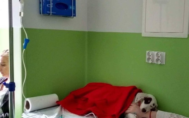 Zbiórka Parwowiroza zabija psie dziecko - zdjęcie główne