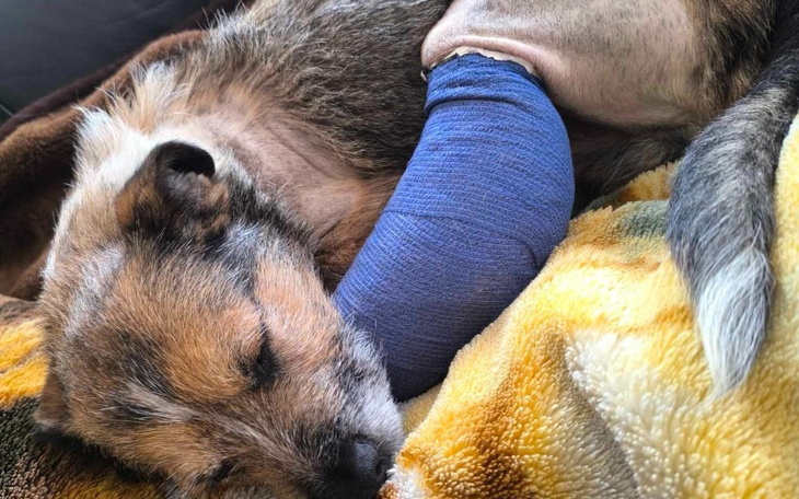 Zbiórka Na zabieg kastracji - zdjęcie główne