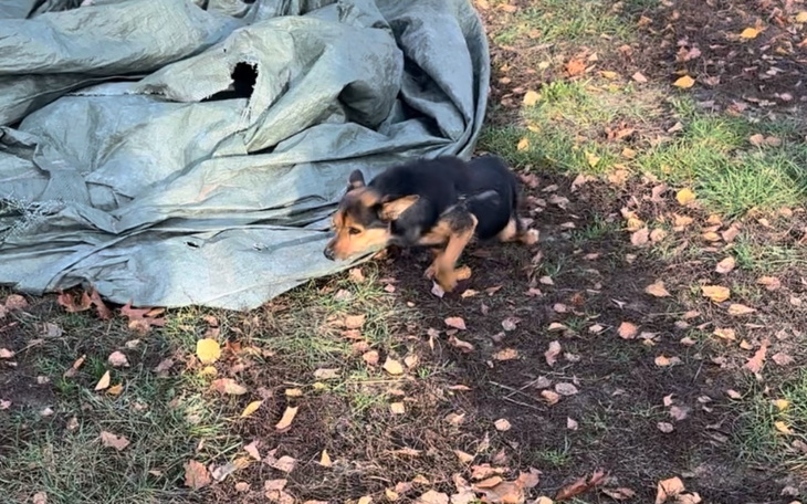 Zbiórka Sparaliżowany psiak ciągnie tył - zdjęcie główne