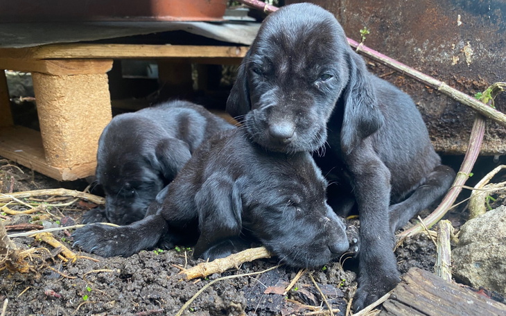 Słodkie szczeniaki bawiące się w ziemi.
