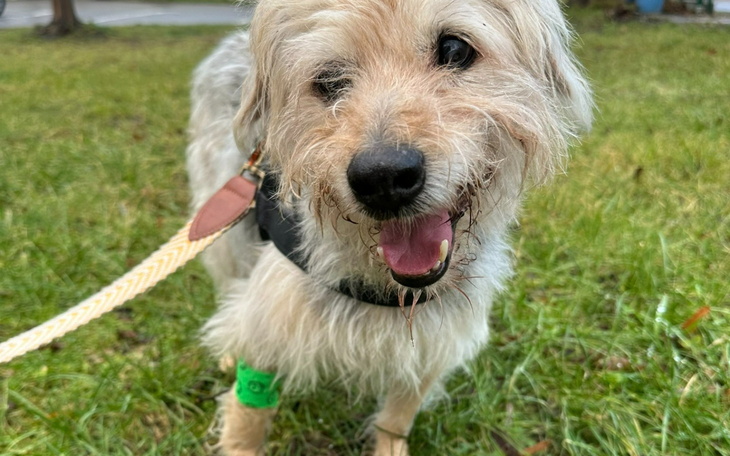 Szczęśliwy pies na spacerze, z opaską na łapie.