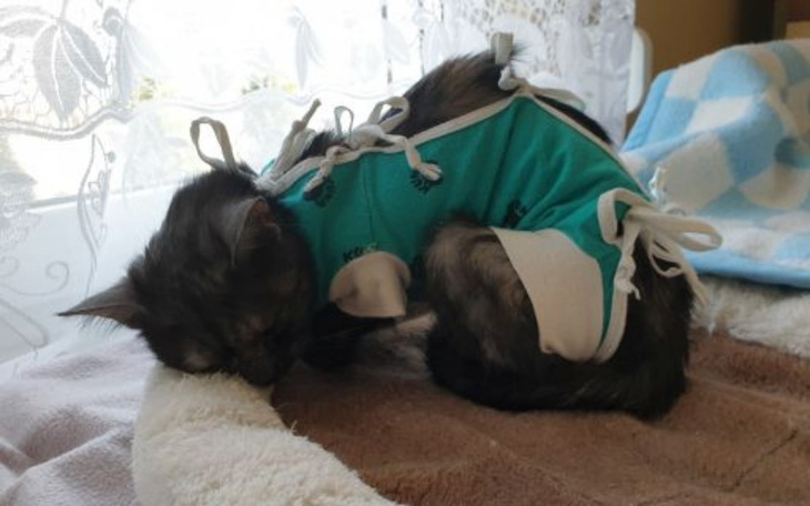 Kot w ubranku, śpiący na poduszce.