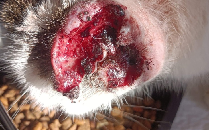 Zbiórka Zakończmy ból i cierpienia - zdjęcie główne