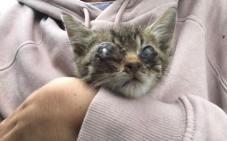 Zbiórka Kotek z lasu - zdjęcie główne