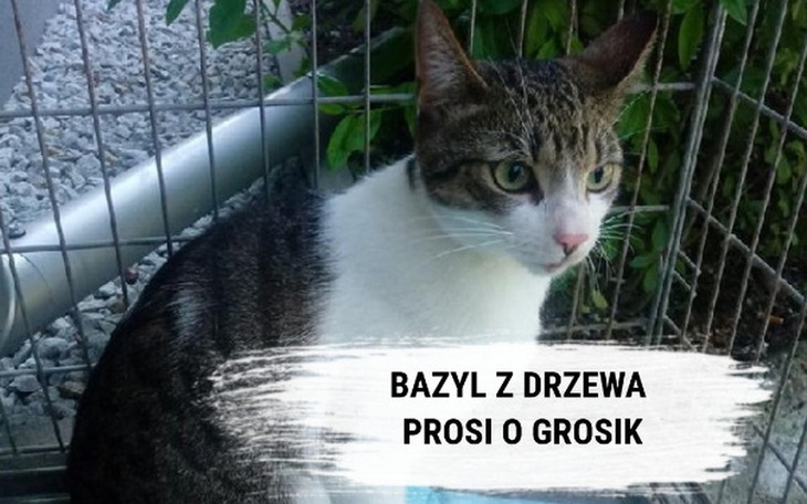 Zbiórka Bazyl z drzewa. - zdjęcie główne