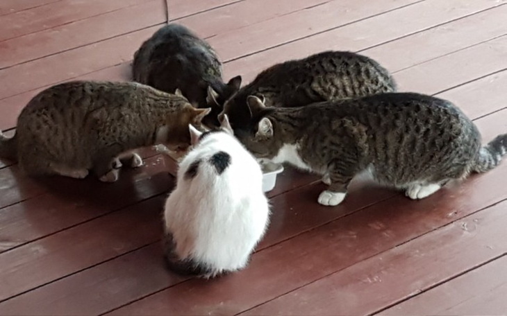 Zbiórka Kotki wolnożyjace - zdjęcie główne