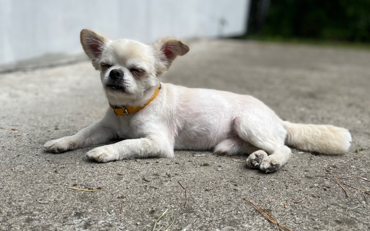 Zbiórka Batik zbiera na opiekę wet - zdjęcie główne