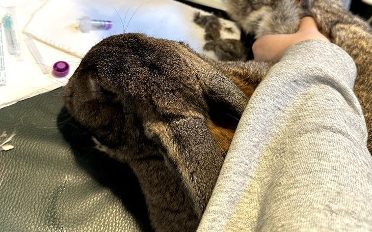 Zwierzę, prawdopodobnie królik, leży na stole, w tle akcesoria weterynaryjne.