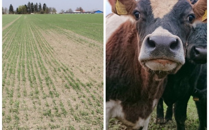 Zbiórka Susze na wsi, brak zbiorów - zdjęcie główne