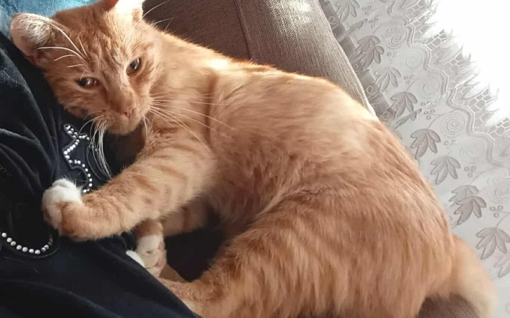 Rudy kot przytulający się do właściciela.