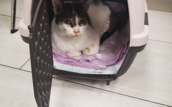 Zbiórka Ostatnia szansa .... - zdjęcie główne