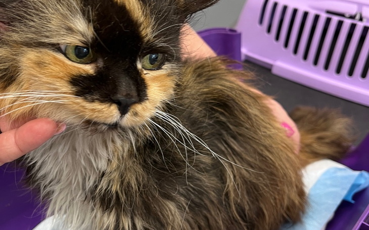 Kot o długim futrze, trzymany na rękach.