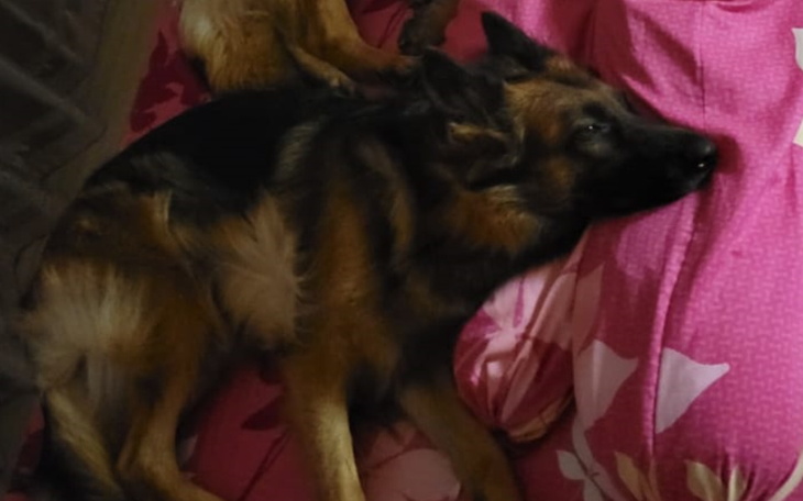 Zbiórka Pomoc Babci w Utrzymaniu psów - zdjęcie główne