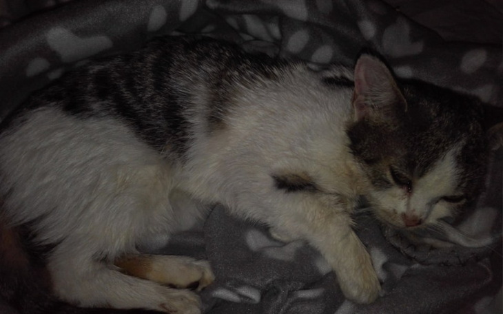 Zbiórka chore , kocie skrzatki - zdjęcie główne