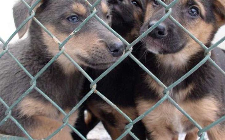 Zbiórka Psiaki potrzebują karmy - zdjęcie główne