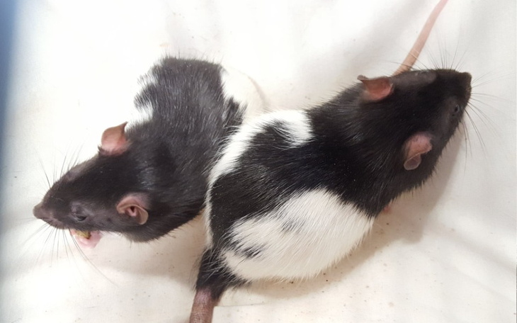 Zbiórka Marzec w Willi - zdjęcie główne