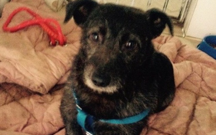 Zbiórka URATOWANE Psy - DŁUG POZOSTAŁ ! - zdjęcie główne