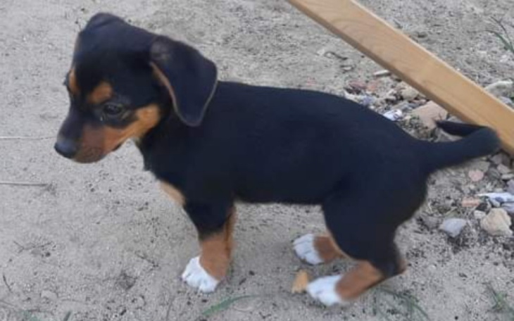 Zbiórka Dlabezdomnychpsiaczkow - zdjęcie główne